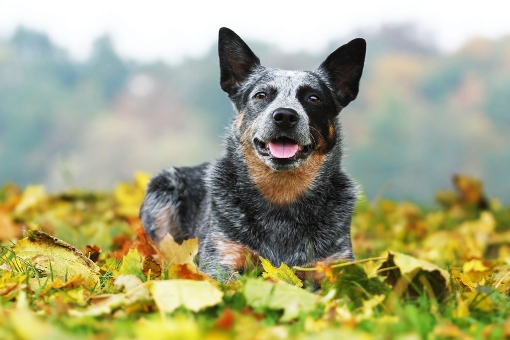 What Dog Breed Has the Longest Lifespan: Unveiling the Secrets of Canine Longevity