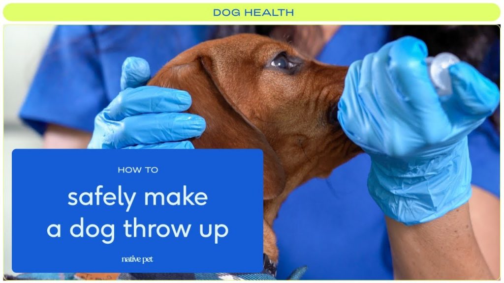 The Safe and Effective Method to Induce Vomiting in Dogs: A Step-by-Step Guide