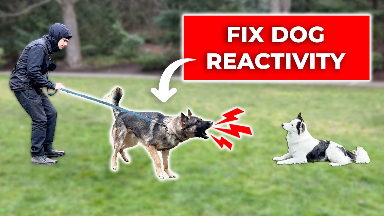 How to Improve Dog Obedience: Practical Tips for Training Your Furry Friend