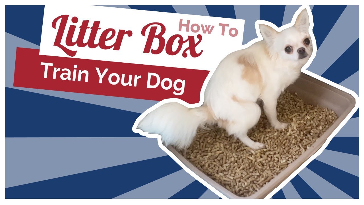 Housebreak Your Dog: The Guide to Successfully Litter Training Your Canine Companion