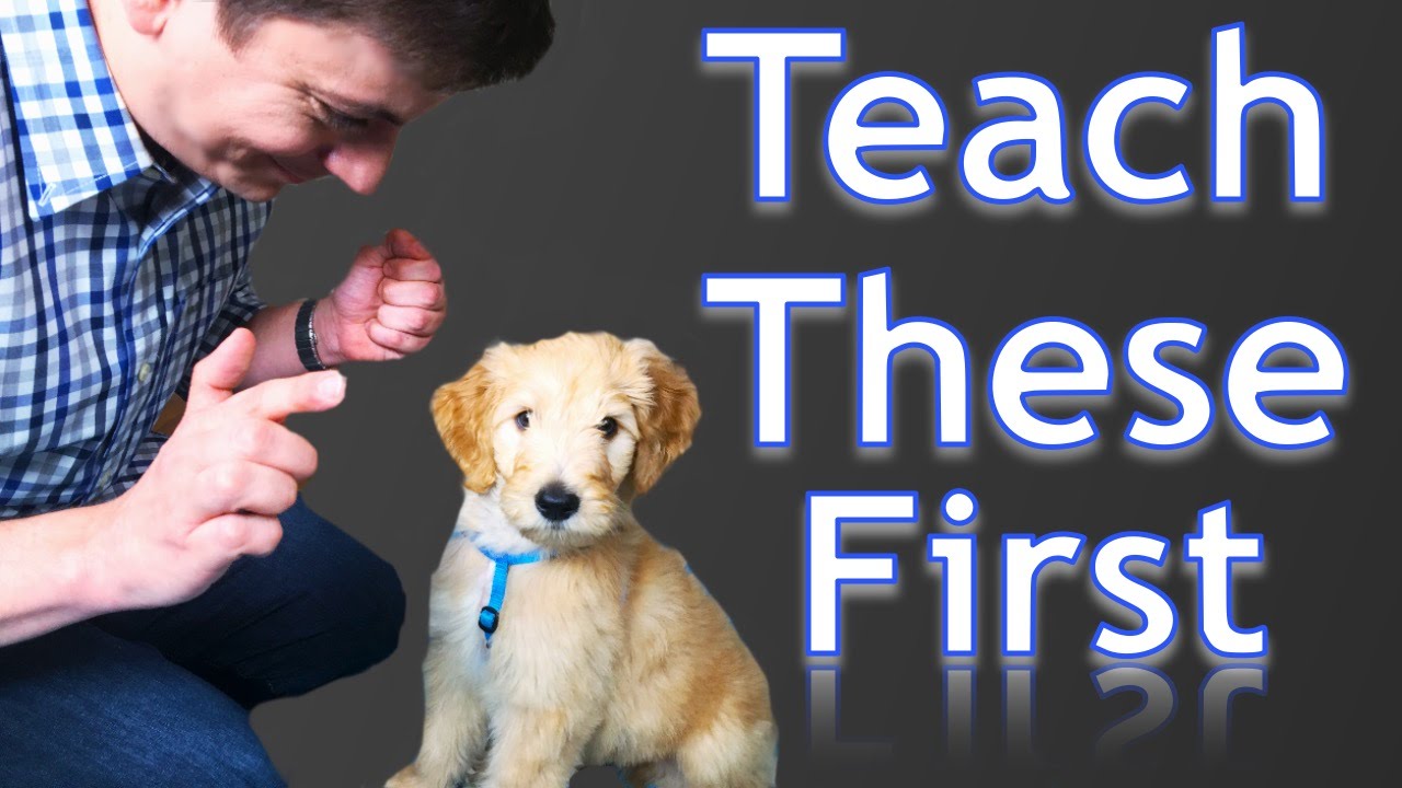 The Complete Guide to Successfully Training Your Puppy at Home