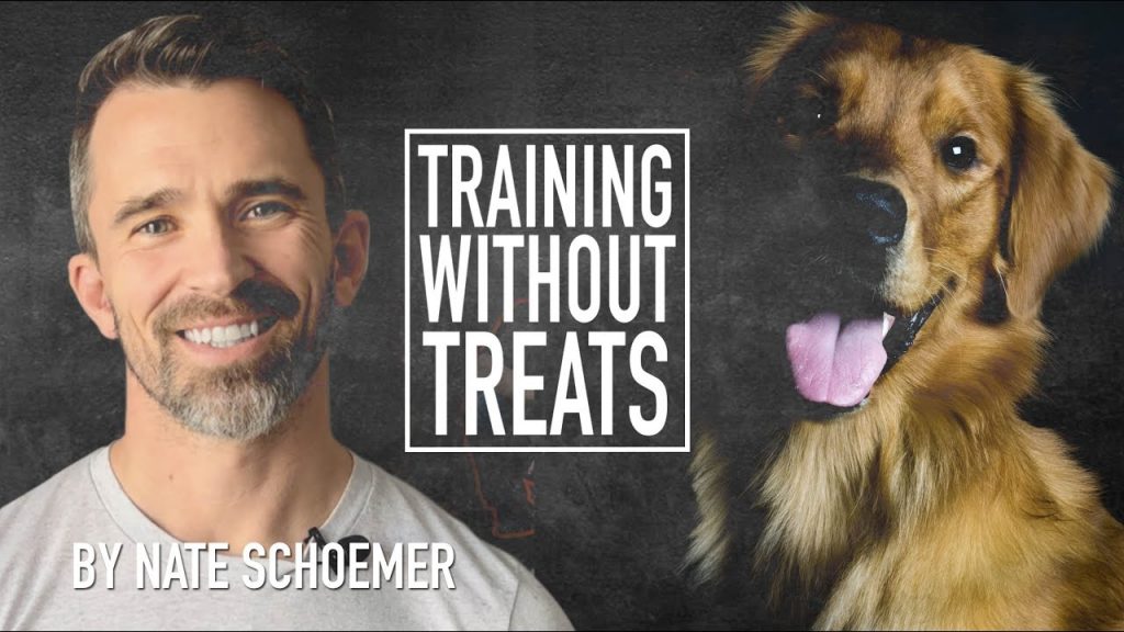 Why Dog Training is Essential for a Well-Behaved Pet