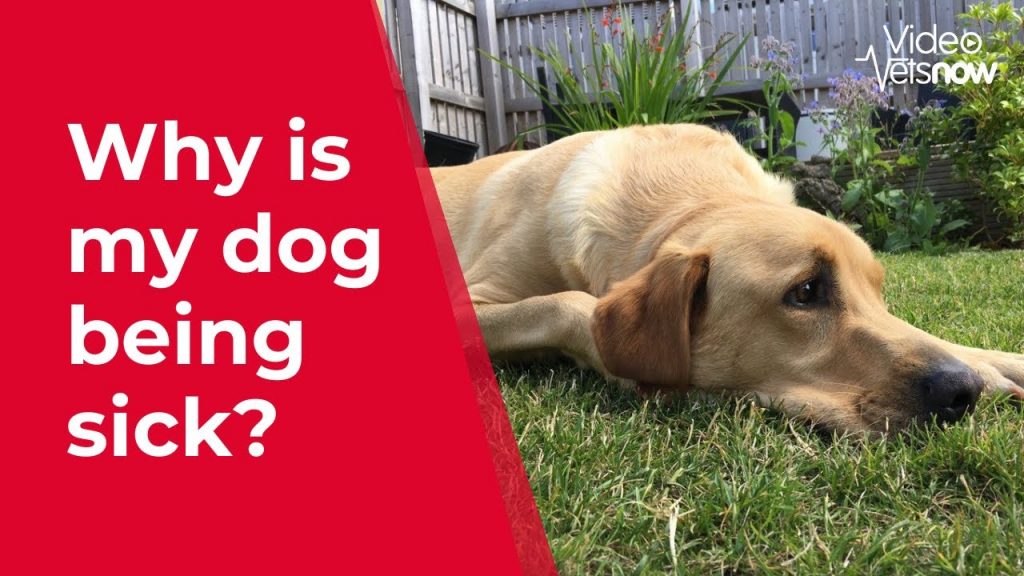 Why Does Consuming Grass Cause Dogs to Vomit?