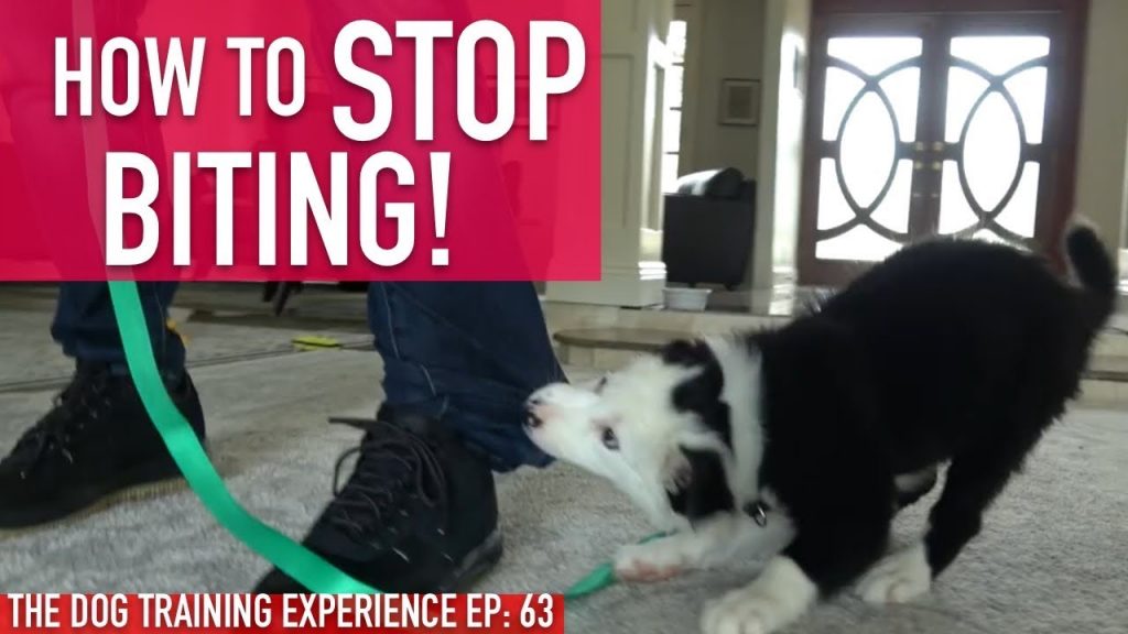 Taming Your Pup's Nipping Habits: Effective Dog Training to Stop Biting