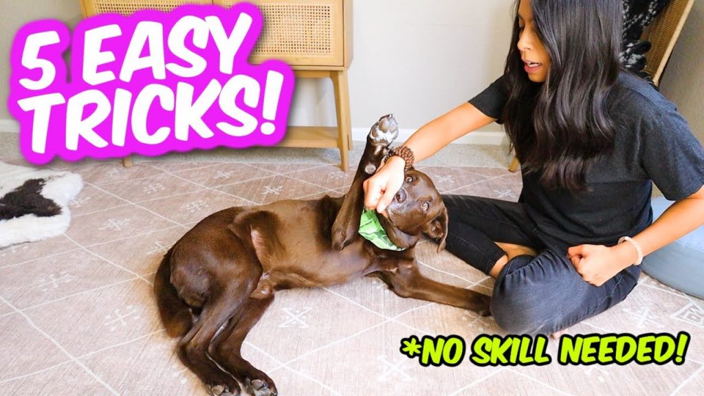 How to Teach Your Dog Fun Tricks: A Step-by-Step Guide