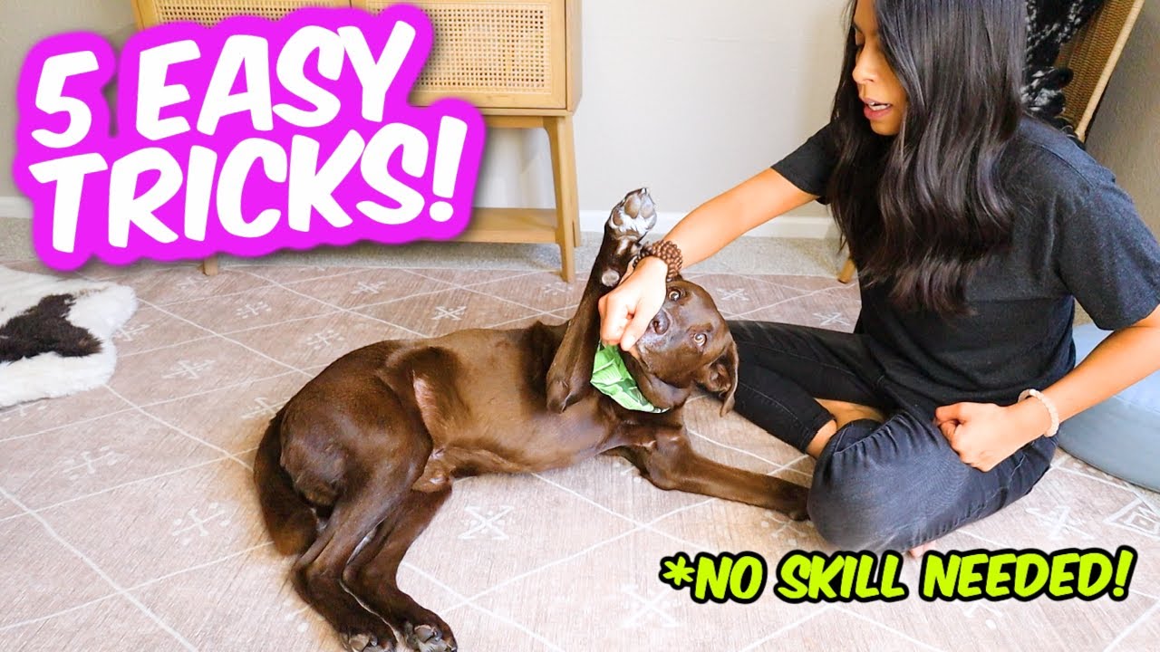 How to Teach Your Dog Fun Tricks: A Step-by-Step Guide