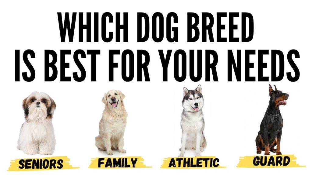 Finding Your Perfect Canine Companion: A Guide to Choosing the Ideal Dog for Your Lifestyle