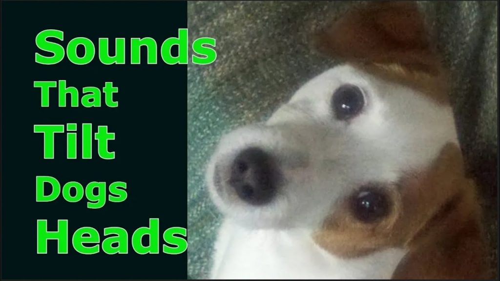 The Best Sounds That Captivate Your Dog's Attention - A Canine's Guide to Catchy Tunes