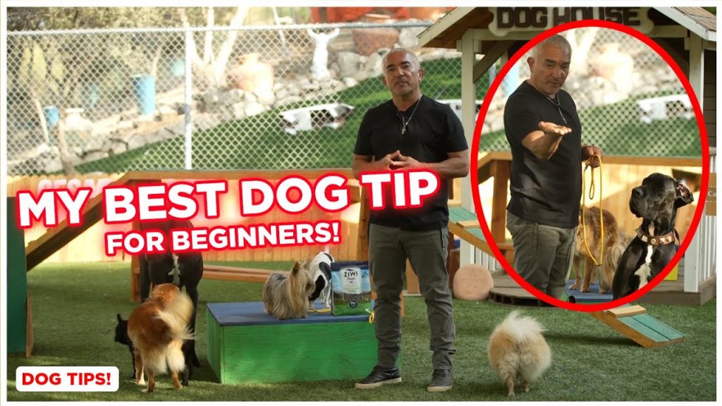 Top 10 Expert Dog Training Tips for Today's Pet Owners