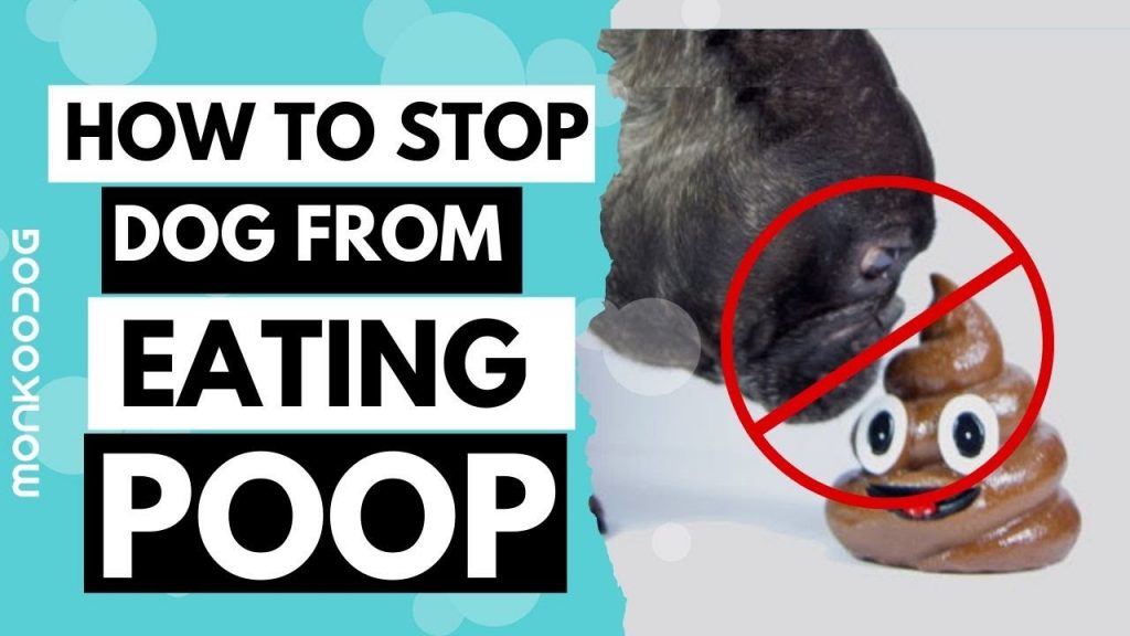 How to Train Your Dog to Stop Eating Poop: A Step-by-Step Guide