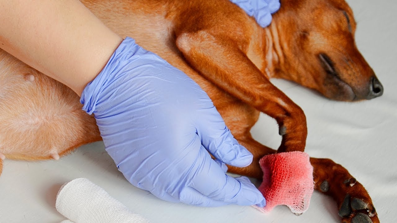 What to Do if Your Dog's Nail Bleeds: A Guide to Handling Common Emergencies