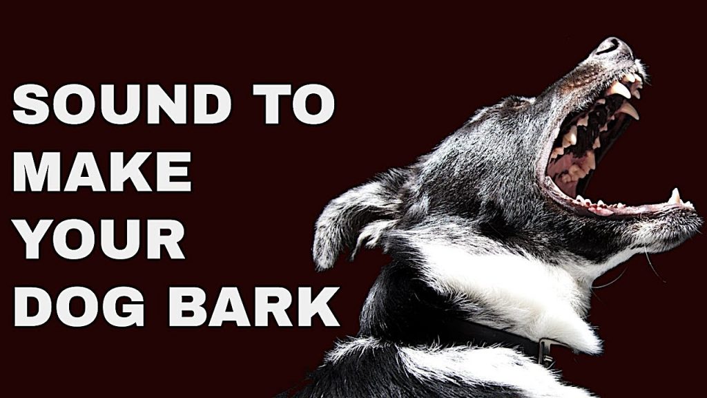 How to Understand and Replicate Different Dog Barking Sounds