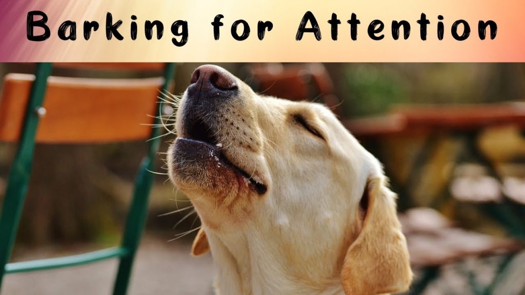 When Your Dog Barks for Attention: Effective Ways to Redirect Their Behavior