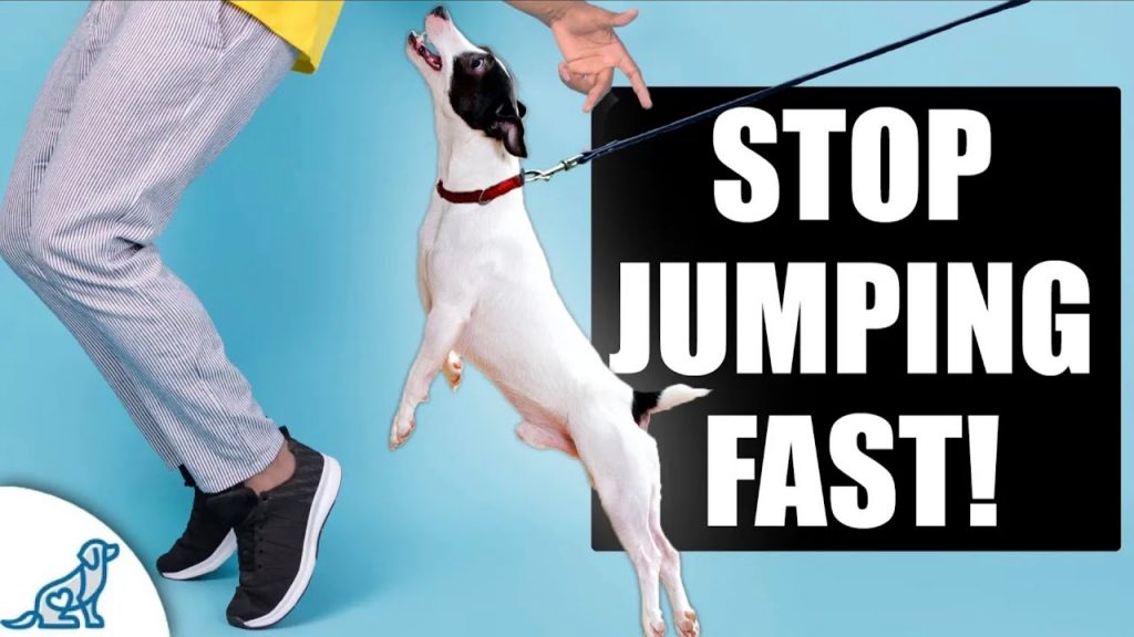 Why is My Dog Not Jumping Anymore: Common Reasons and Simple Solutions