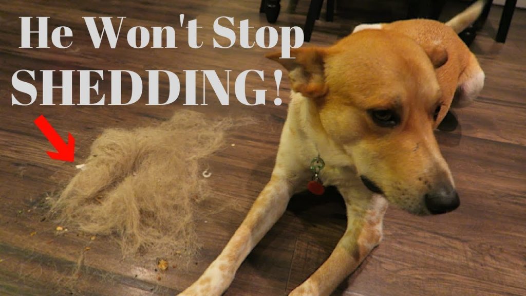 How to Reduce Excessive Shedding in Dogs: Expert Tips and Natural Remedies