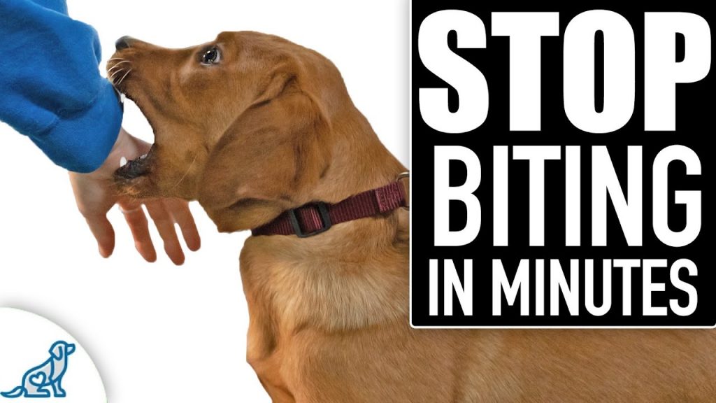 How to Stop Dog Biting: Proven Methods for a Peaceful and Well-Behaved Pet