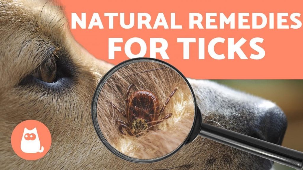 The Complete Guide to Safely Removing Ticks from Your Beloved Dog