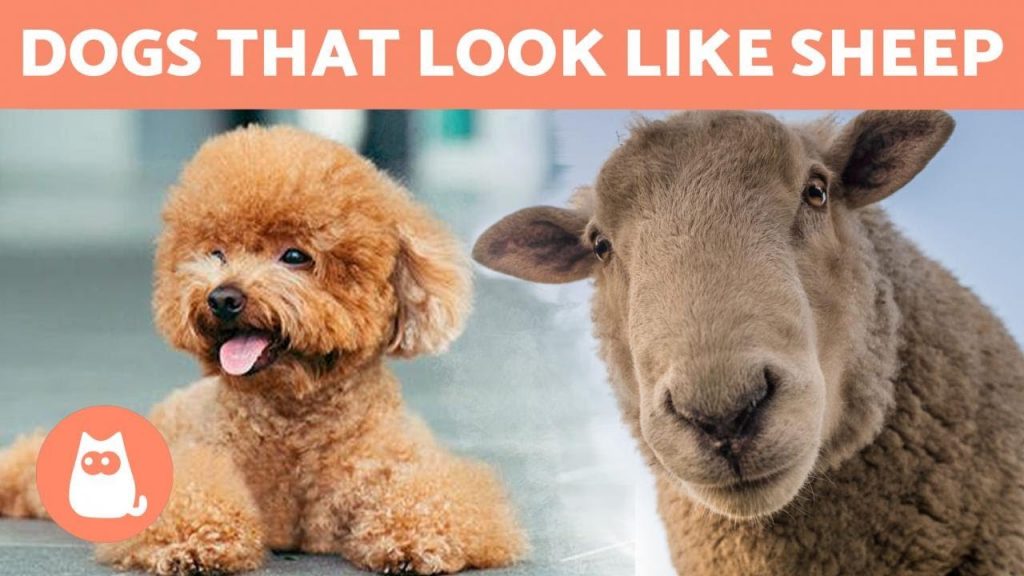 The Fascinating Dog Breed that Resembles a Fluffy Sheep