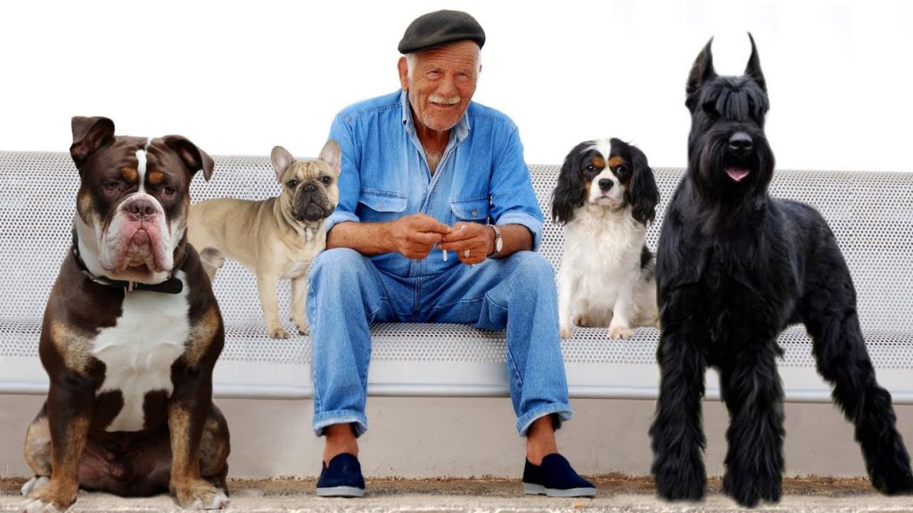 Finding the Perfect Canine Companion: The Top Dog Breeds for Seniors