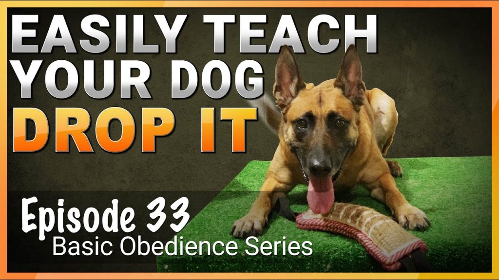 Teach Your Dog the 'Drop It' Command Like a Pro: A Complete Training Guide