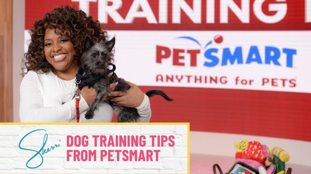 How Much Does Dog Training Cost at PetSmart: A Guide to Pricing