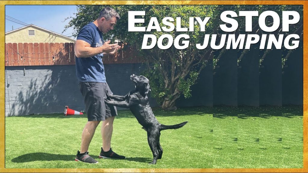 Mistakes to Avoid When Training Your Dog: A Guide to Successful Canine Training