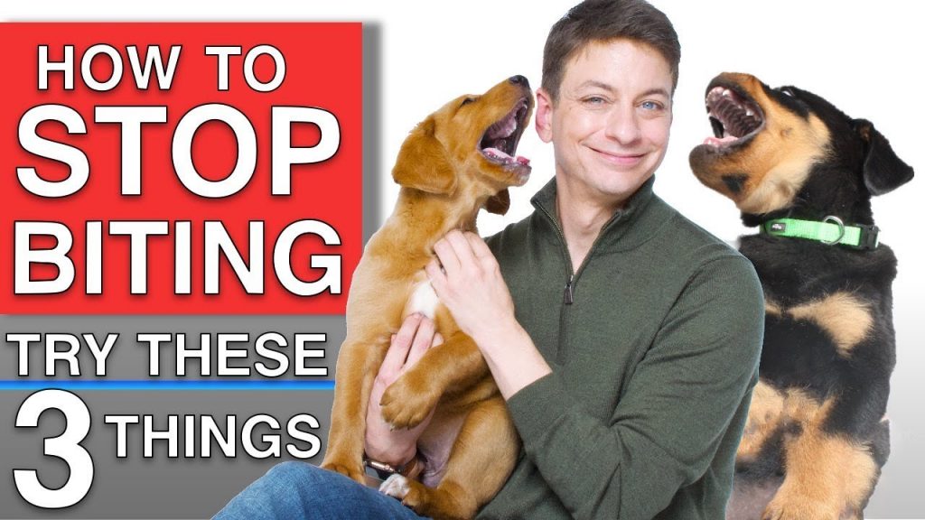 Teaching Your Dog to Stop: Effective Strategies for Effective Behavior Modification