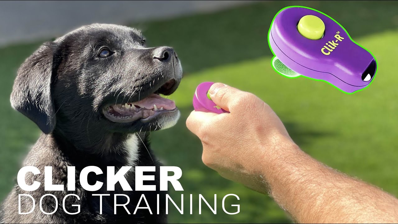 The Benefits of Clicker Training: A Guide to Knowing When and How to Use It Properly for Effective Dog Training