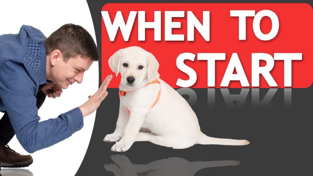 When is the Right Time to Begin Training Your Dog?