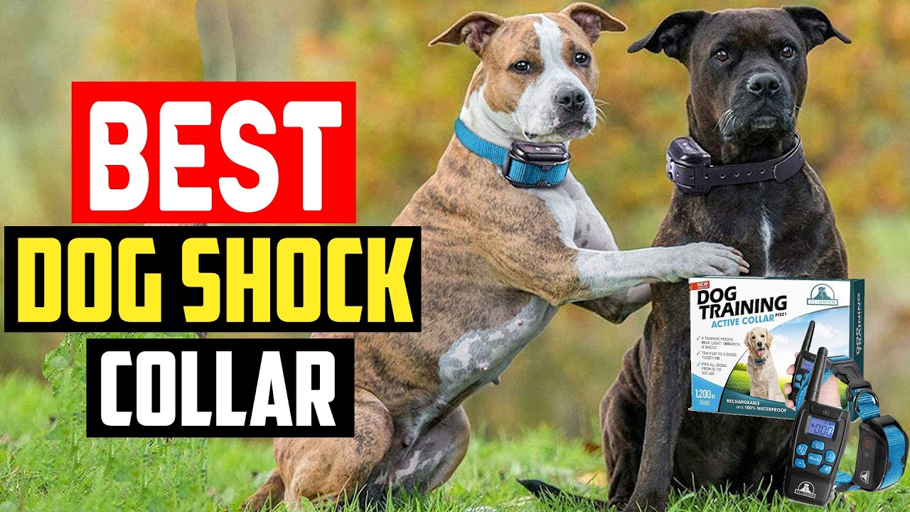 The Top Rated Dog Training Collars Revealed: Finding the Perfect Fit for Your Furry Friend