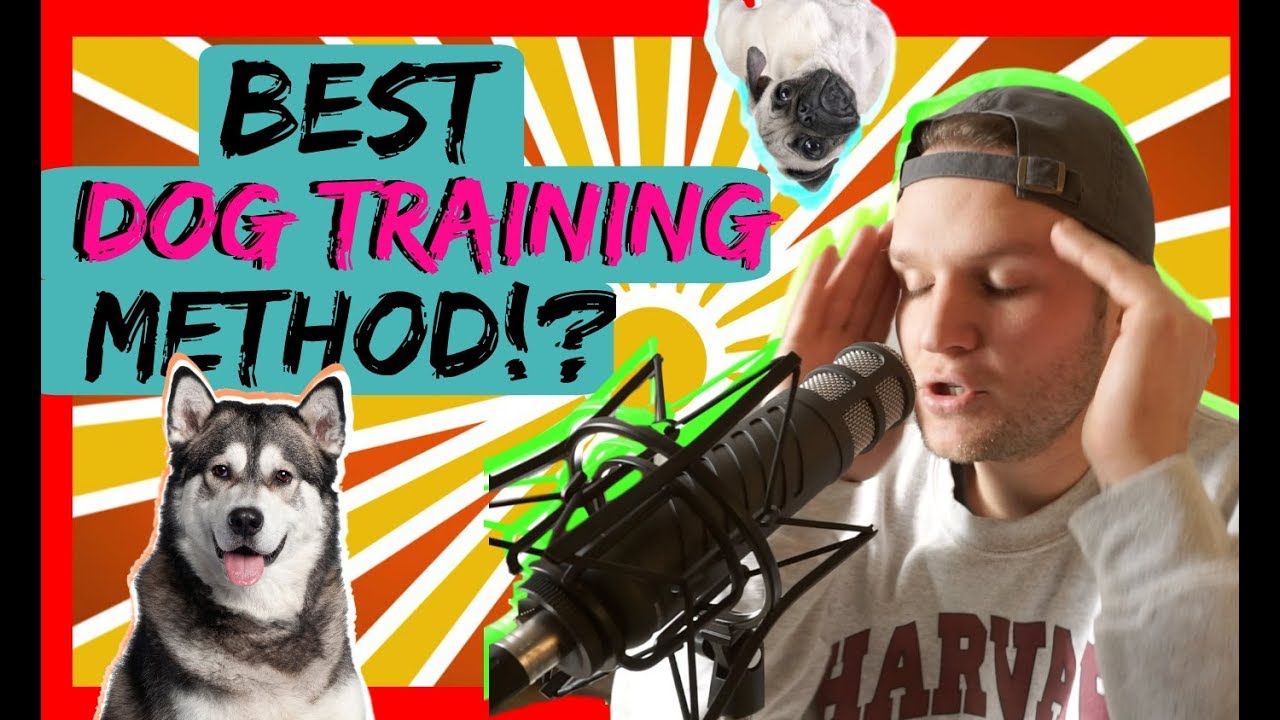 What is the Most Effective Approach to Training Your Dog?