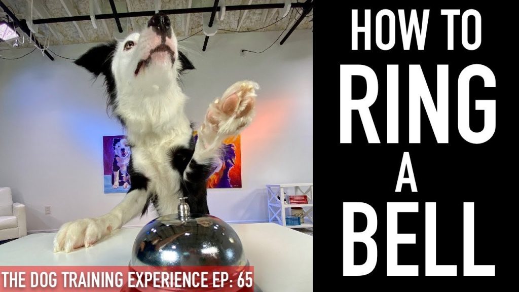 The Art of Training Your Dog to Use Bell Signals: A Step-by-Step Guide