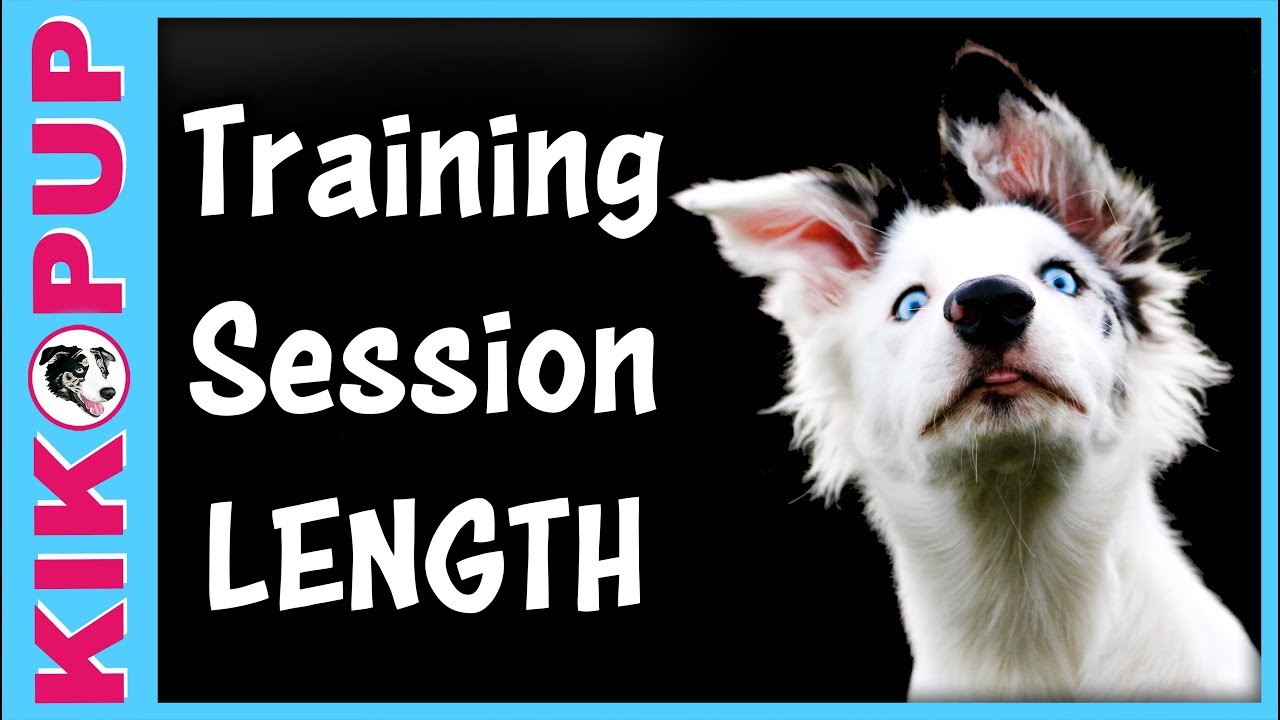 How Many Dog Training Sessions Does It Take to Teach Essential Commands?