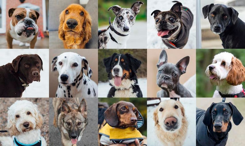 The Art and Science behind Creating New Dog Breeds: Unveiling the Process of Canine Genetics