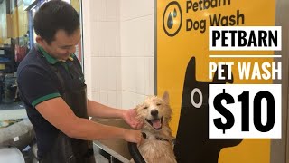 Your Guide to Petbarn DIY Dog Wash Pricing: How Much Does It Cost?