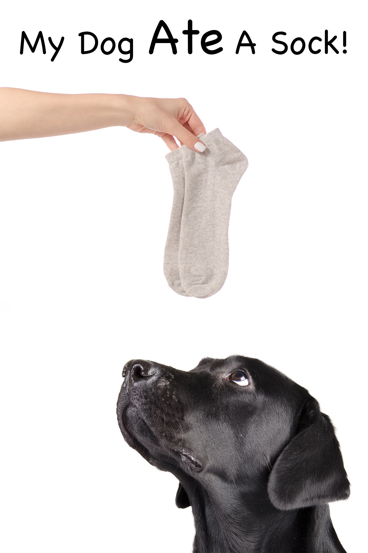 What Should I Do If My Dog Eats a Sock? Understanding the Risks and Best Steps to Take