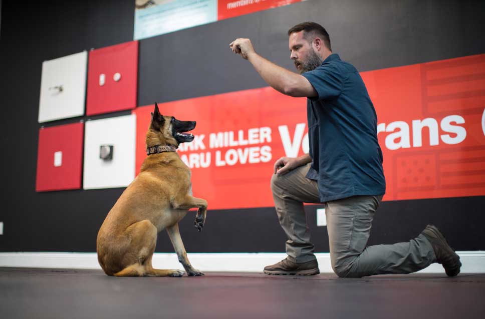 Unveiling the Legitimacy of Dog Training Elite: An In-depth Review