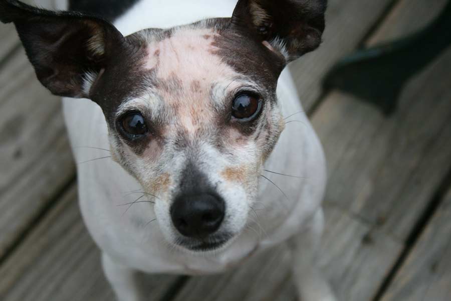 Why Dogs Form Close Bonds and Switch Sleeping Partners