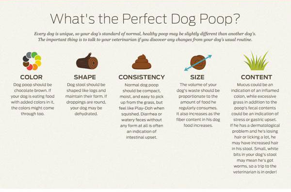 How to Soothe a Dog's Upset Stomach Naturally