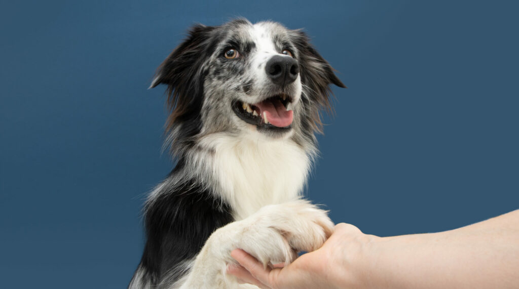 The Benefits of Attending Professional Dog Training Classes: Improve Your Pet's Behavior and Strengthen the Bond with your Furry Friend