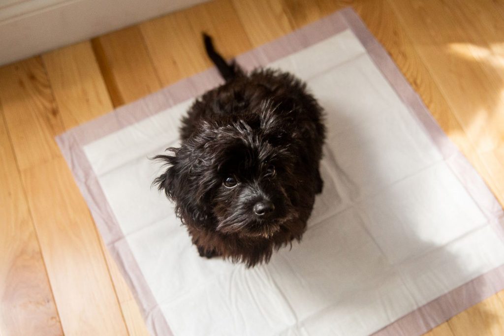 The Guide to Effectively Utilizing Dog Training Pads for Housebreaking Success