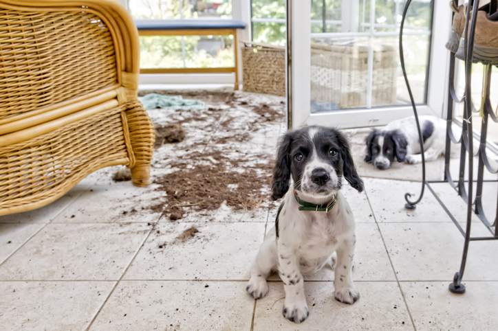 Ensuring Safety: Guidelines for Keeping Dogs at Home