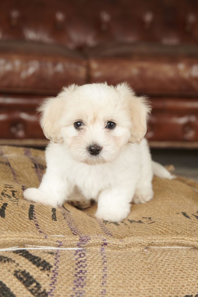 Finding the Perfect Dog Breed: A Guide to Hypoallergenic Dogs that Don't Shed