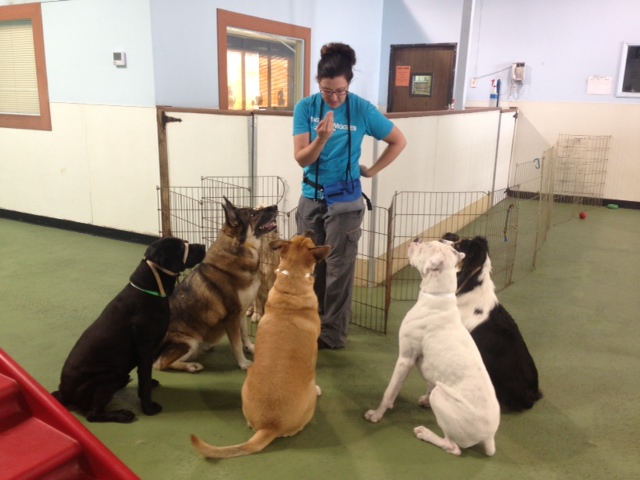 The Benefits of Enrolling your Dog in a Professional Training Program