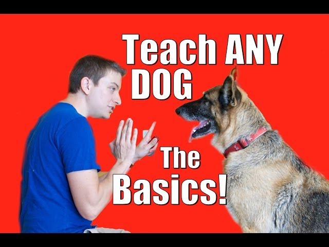 Proven Dog Training Tips for Beginners: A Step-by-Step Guide to Success