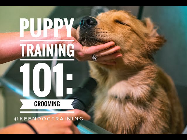 The Essential Guide to Effective Dog Training and Grooming: Expert Tips for Happy and Well-Behaved Dogs