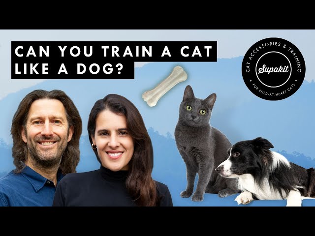 Understanding the Differences: Effective Training Methods for Dogs and Cats