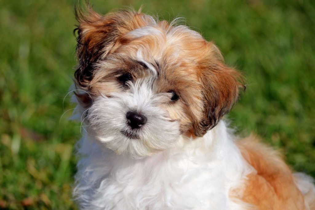 The Charm of Teddy Bear Dog Breeds: A Complete Guide