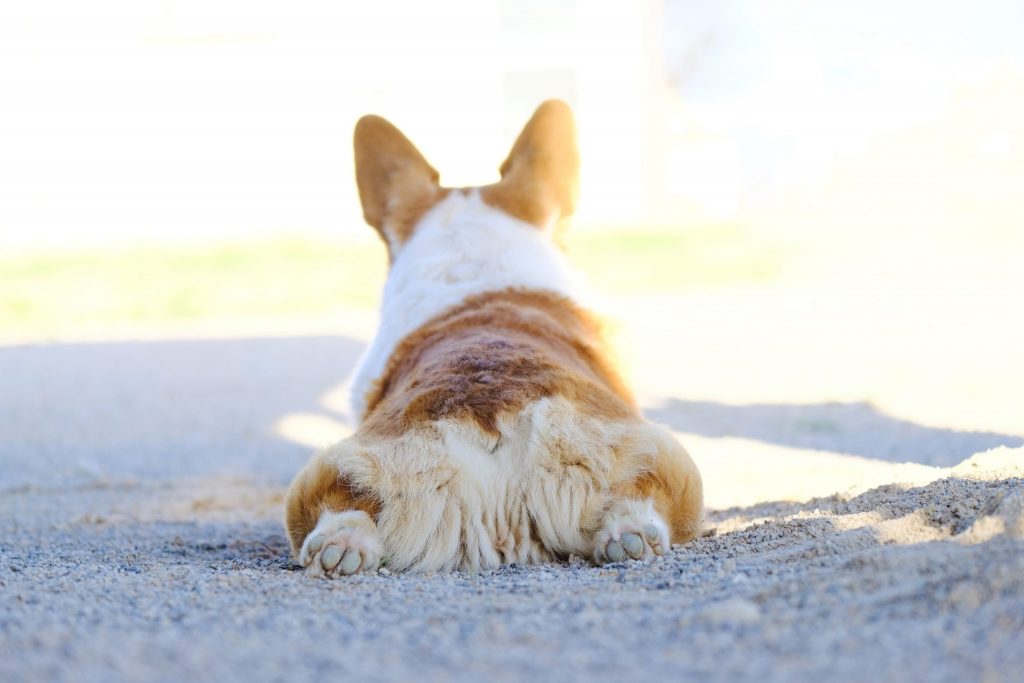 How to Successfully Potty Train Your Dog Indoors