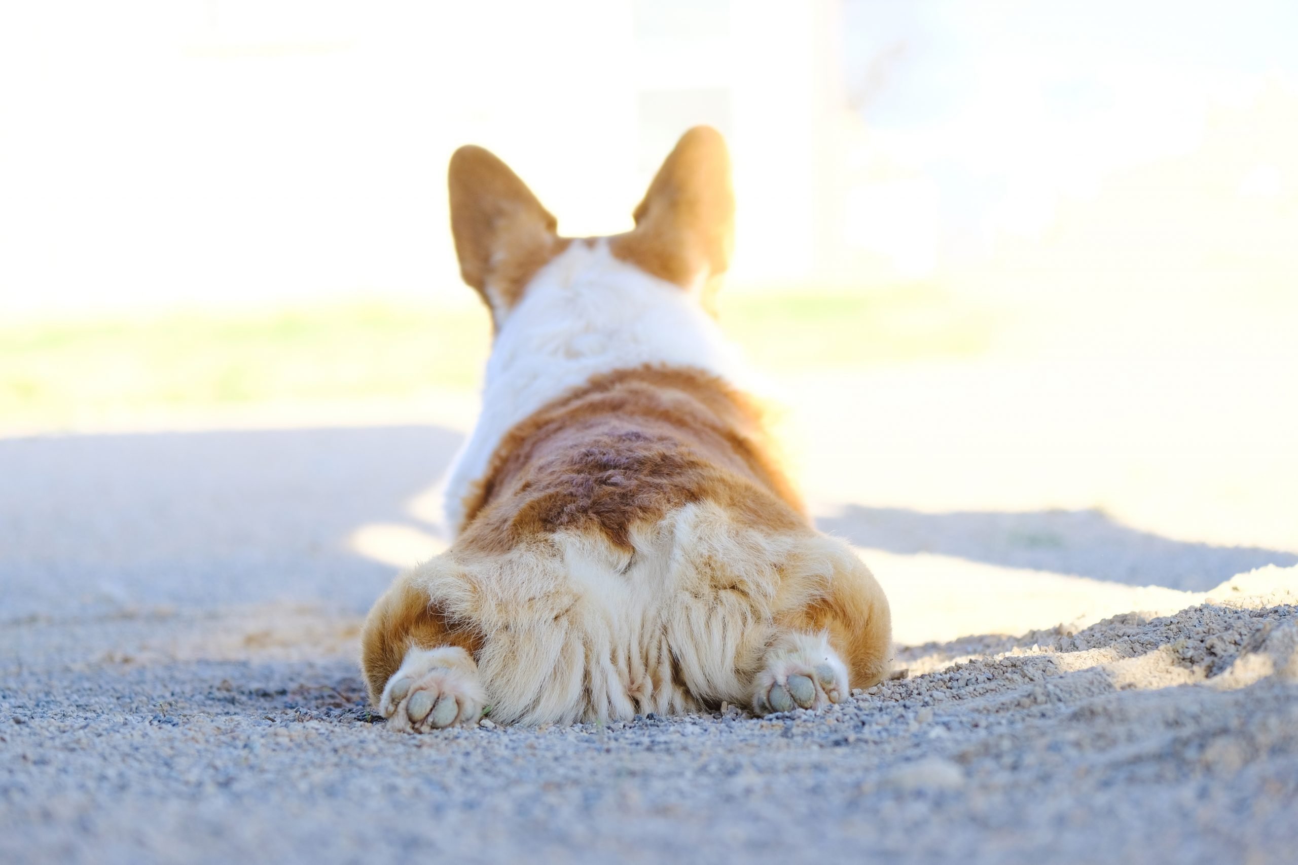 How to Successfully Potty Train Your Dog Indoors